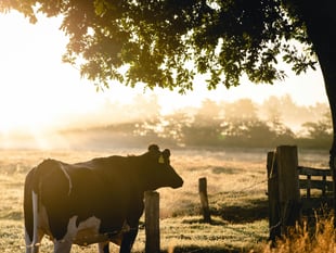First Milk holds May milk price