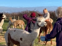 Tenby and District Arts Club meets alpacas