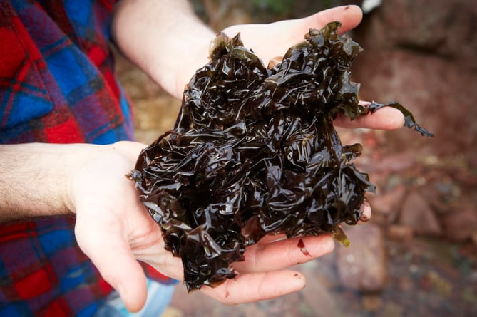 Jonathan Williams collecting Welsh laver seaweed