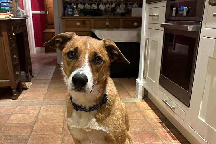 Gryff, a Welsh Sheepdog from Lawrenny recently returned from the autumn agility contest at Epynt with two first place rosettes and one second. Owner/handler Alison said he would have had another if she hadn't made errors. Well done Gryff!