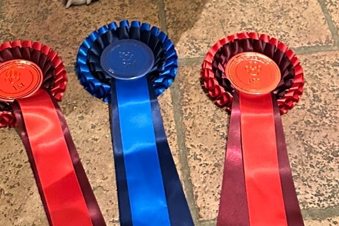 Gryff, a Welsh Sheepdog from Lawrenny recently returned from the autumn agility contest at Epynt with two first place rosettes and one second. Owner/handler Alison said he would have had another if she hadnât made errors. Well done Gryff!