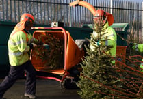 Bookings open for real Christmas tree collections in Pembrokeshire
