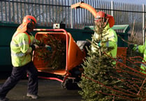 Bookings open for real Christmas tree collections in Pembrokeshire