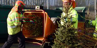 Bookings open for real Christmas tree collections in Pembrokeshire