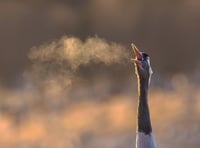 Tenby photographers explore the natural world