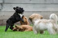 Licensing of dog breeding in Carmarthenshire consultation
