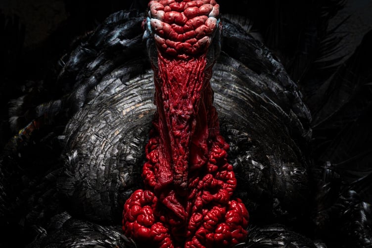 Not guilty - photo of a turkey by Jamie Smart, age 8