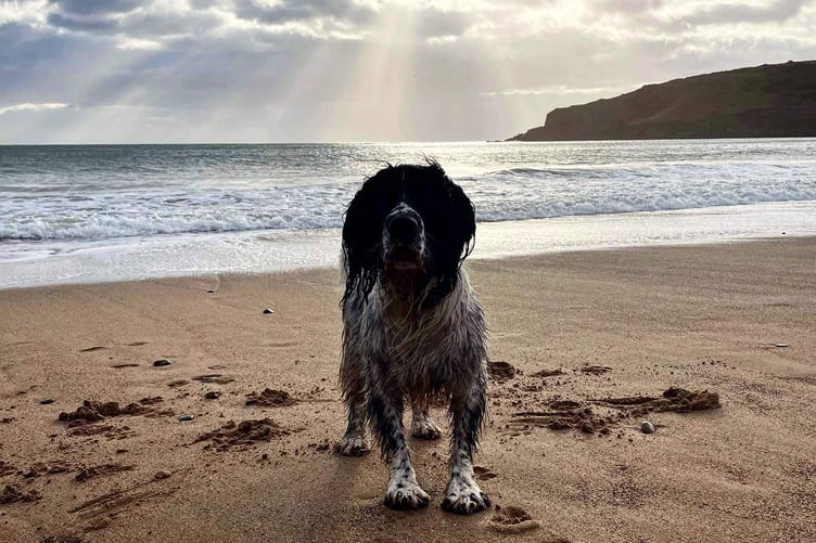 Sunburst on Woody, the salty springer spaniel