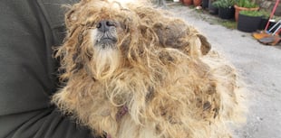 Couple sentenced after 48 dogs & one cat found neglected by RSPCA