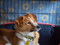Tips to help dogs cope with New Year’s Eve Fireworks