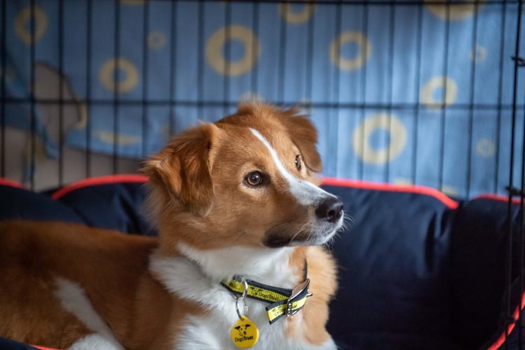 Nevile - Dogs Trust. Thornbury, South Gloucester, Engand. October-11-2019. photo: Clive Tagg