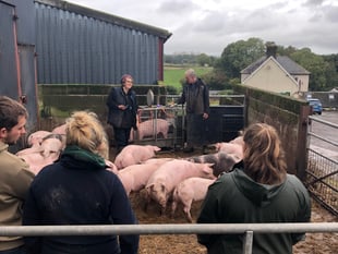 Whitland company helps train young farmers on pig production course