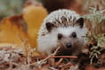 Hedgehog awareness