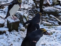WATCH: Penguins - and other animals - in the snow in Pembrokeshire