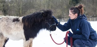RSPCA tips to keep animals safe as cold weather continues