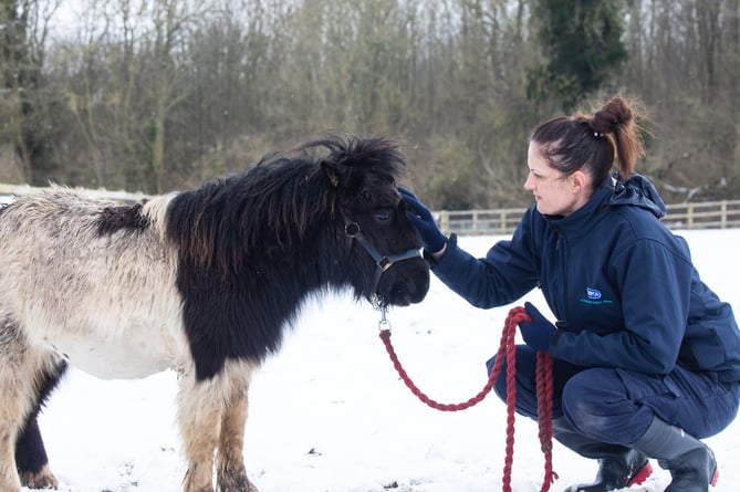 RSPCA pony in the snow