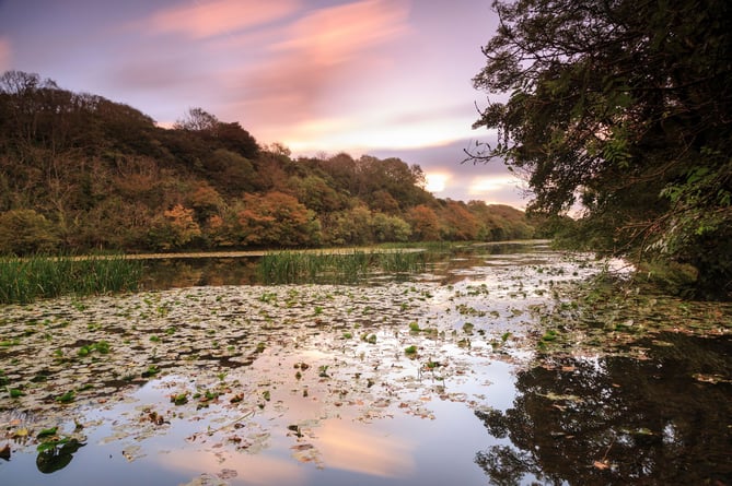 The western arm of Bosherton Lake, Pembrokeshire. Bosherston Lakes or Lily Ponds as they're also known, have long been famous for their spectacular display of waterlilies and their resident otters.
