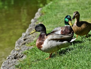 Police and Council investigate unexplained deaths of swans and ducks
