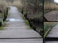 WATCH  Holyland Wood boardwalk closure at Pembroke