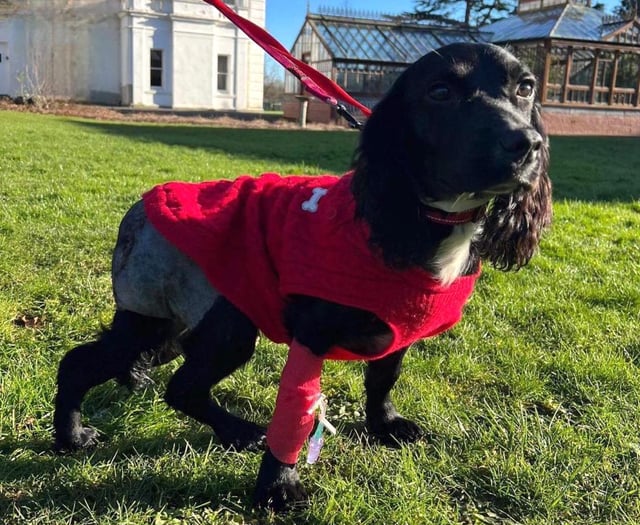 WATCH: Pup Ariel born with six legs - taking fame all in her stride!