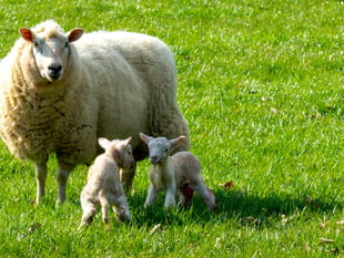 Plea to country walkers during lambing season