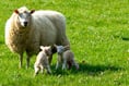 Plea to country walkers during lambing season