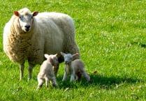 Plea to country walkers during lambing season