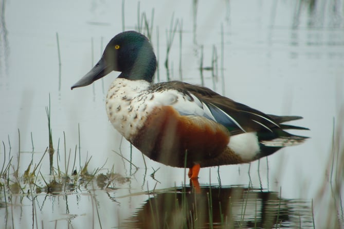 Shoveler duck at Marloes Mere Wetlands