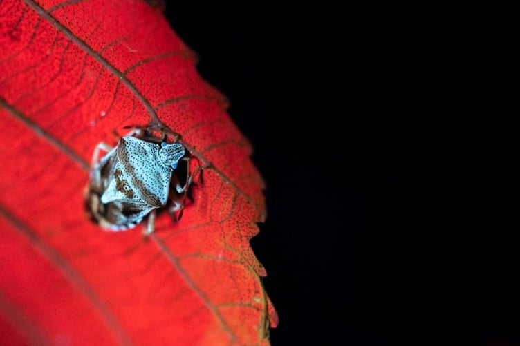 Biofluorescent night walk_ Reveal Nature