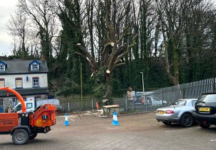 Tree cutting Tenby hospital