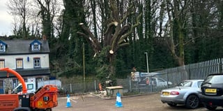 Conker tree cutting called a 'sad loss' by Tenby Civic Society