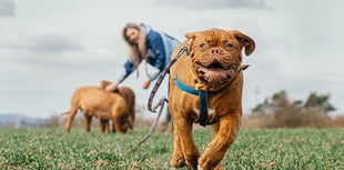 Responsible dog ownership vital to protect livestock