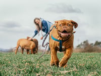 Responsible dog ownership vital to protect livestock