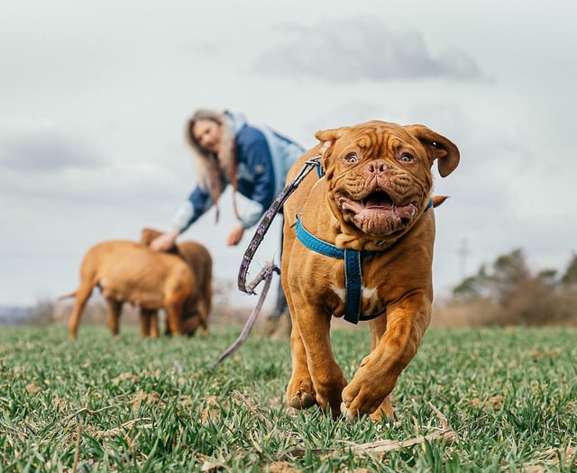 Responsible dog ownership vital to protect livestock