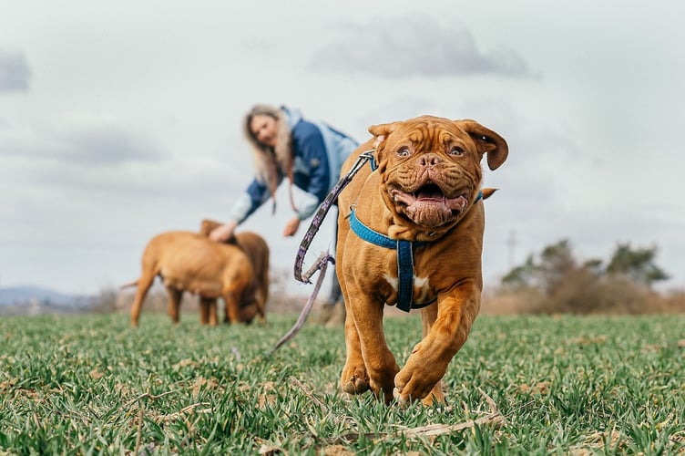 dog running