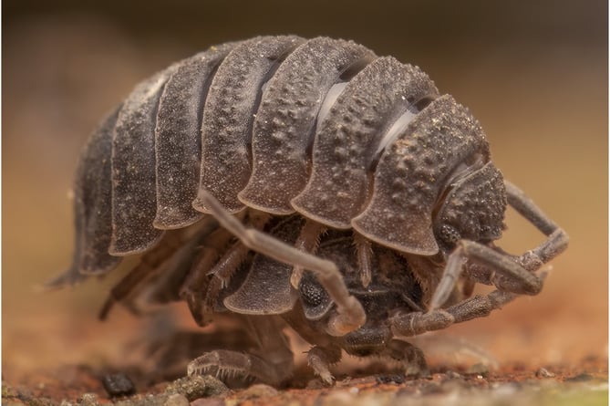 A Gold award went to Dave Bolton's ‘Woodlouse - King of the Castle’