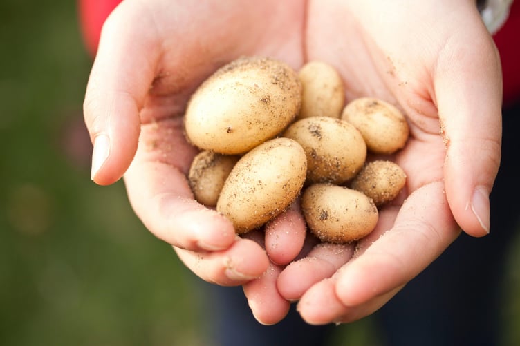 Handfuls of small potatoes - or brown stones!