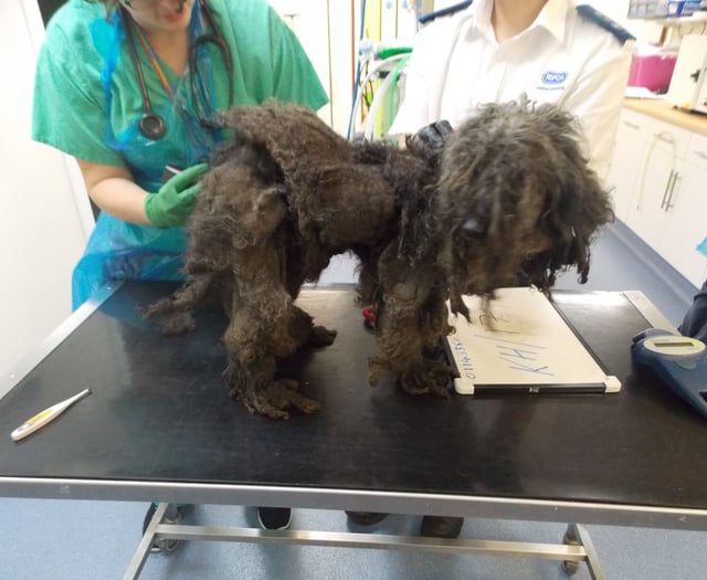 RSPCA save 30 poodles found in a poor environment in Pembrokeshire
