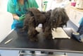 RSPCA save 30 poodles found in a poor environment in Pembrokeshire