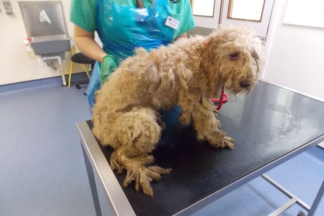 poodles rescued in Pembrokeshire