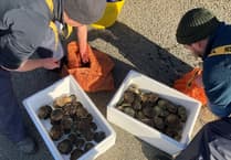 Oyster restoration project set to enrich Haven Waterway