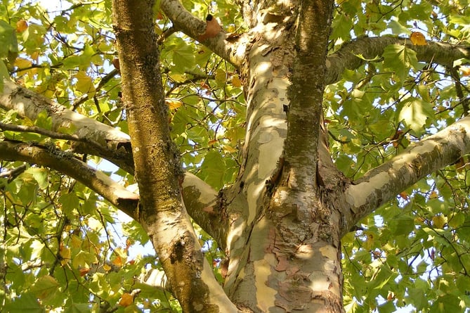 Sycamore tree