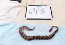 RSPCA appeal as 27 snakes and four chickens found abandoned in Pembrokeshire