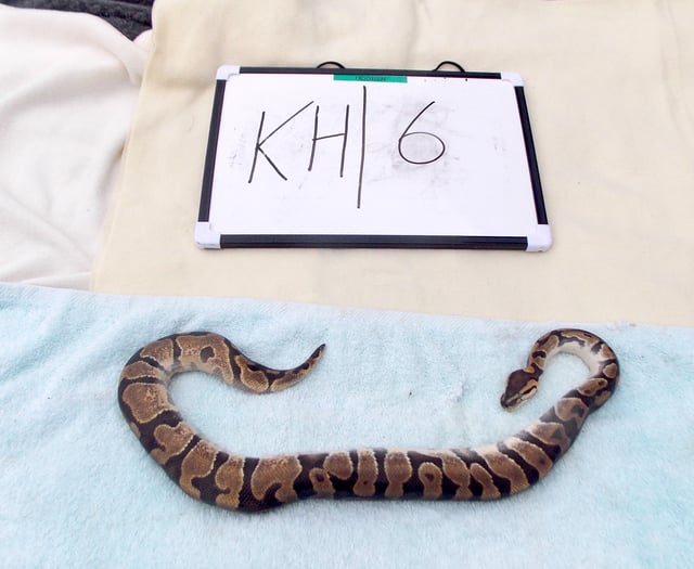 27 snakes and four chickens found abandoned in Pembrokeshire