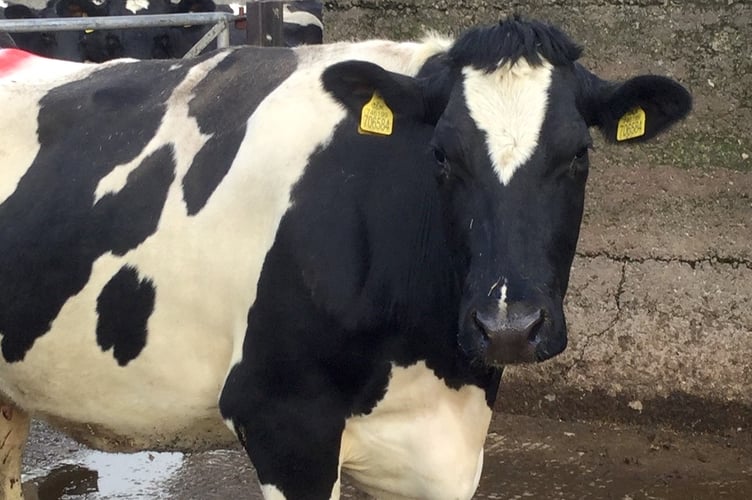 Substantial fines for Pembrokeshire farmers who knowingly kept cattle with bovine TB reactors on farm