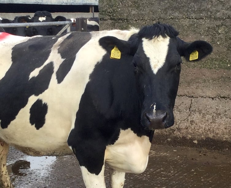 Substantial fines for Pembrokeshire farmers who knowingly kept cattle with bovine TB reactors on farm