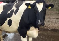 Substantial fines for Pembrokeshire farmers who kept cattle with bovine TB reactors
