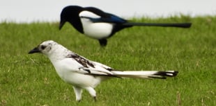 Nature enthusiast captures one in a million photo of rare white magpie