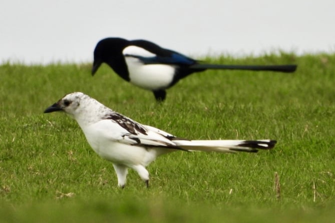 Nature enthusiast captures one in a million photo of rare white magpie ...