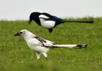 Pembrokeshire nature enthusiast captures one in a million photo of rare white magpie